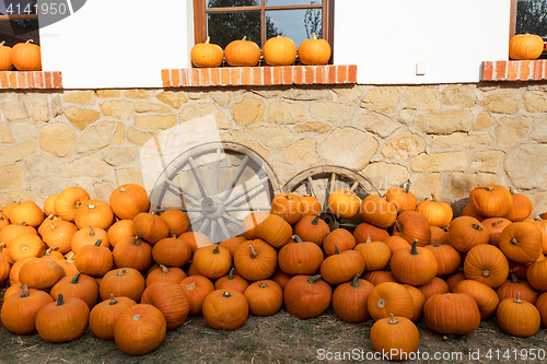 Image of Ripe autumn pumpkins on the farm