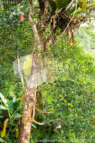 Image of jackfruit on the tree