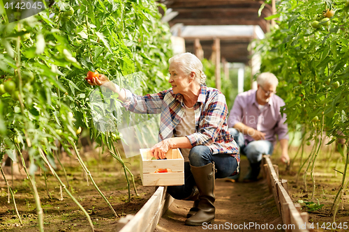Image of old woman picking tomatoes up at farm greenhouse