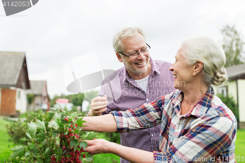 Image of senior couple harvesting currant at summer garden