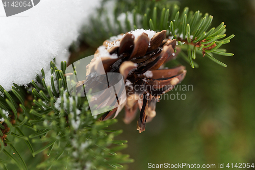 Image of fir branch with snow and cone in winter forest