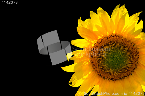 Image of Sunflower on black