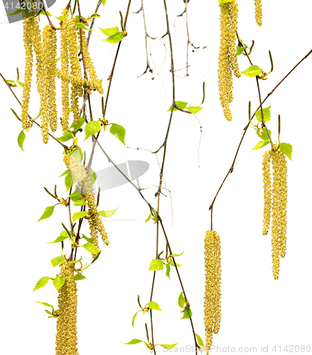Image of Spring twigs of birch with young leaves and catkins