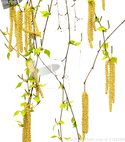 Image of Spring twigs of birch with young leaves and catkins