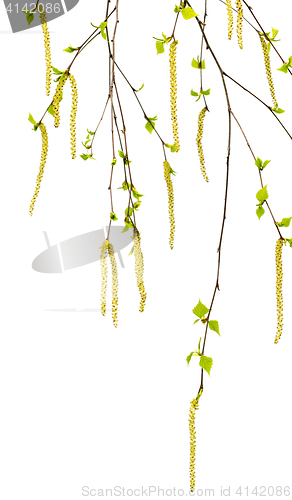 Image of Spring twigs of birch with young leaves and catkins