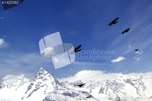 Image of Flock of Alpine Chough (Pyrrhocorax graculus) flying in winter s