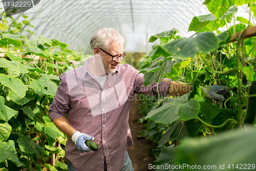 Image of old man picking cucumbers up at farm greenhouse