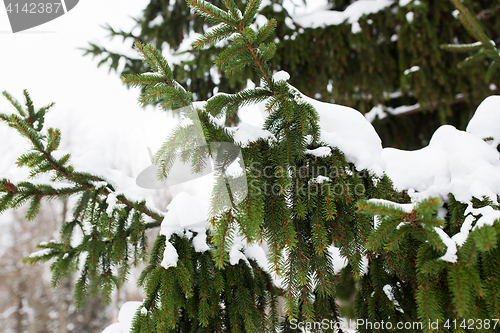 Image of fir branch and snow in winter forest