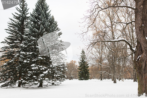 Image of winter forest or park with fir trees and snow