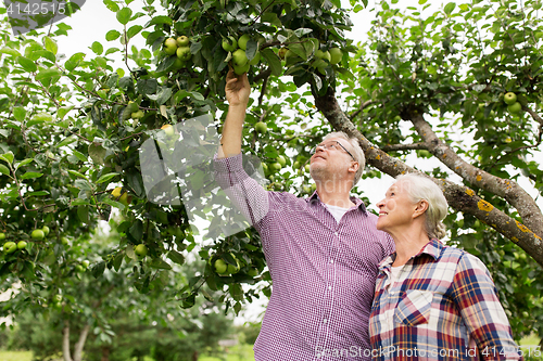 Image of senior couple with apple tree at summer garden