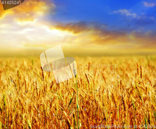 Image of wheat and sky