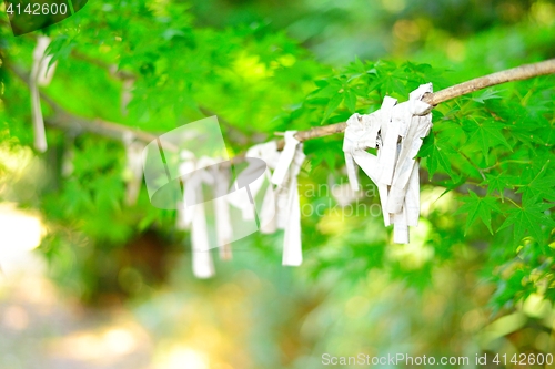 Image of Omikuji, Japanese fortune, tied to a tree branch. Close-up.
