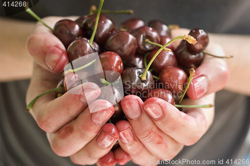 Image of hands full of fresh ripe cherr