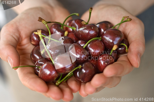 Image of hands full of cherry