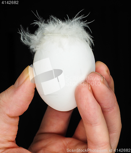 Image of White egg with feathers, isolated on black in a human hand