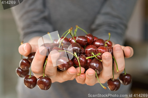 Image of hands full of cherry