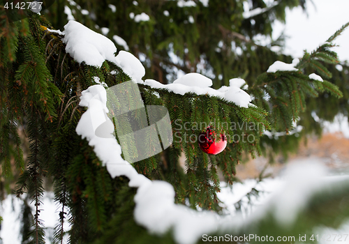 Image of red christmas ball on fir tree branch with snow