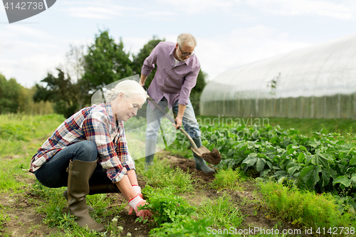 Image of senior couple working in garden or at summer farm