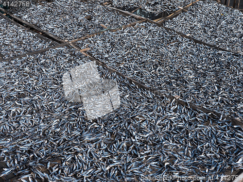 Image of Fish being dried