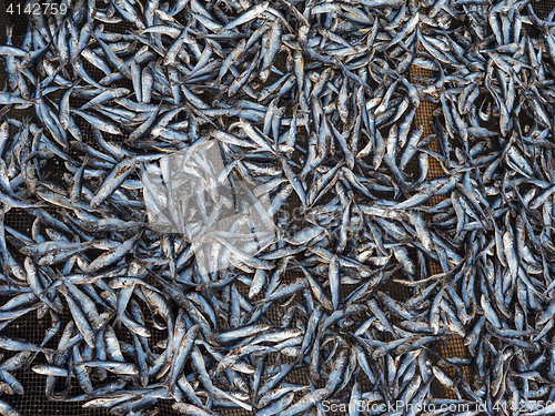 Image of Fish being dried