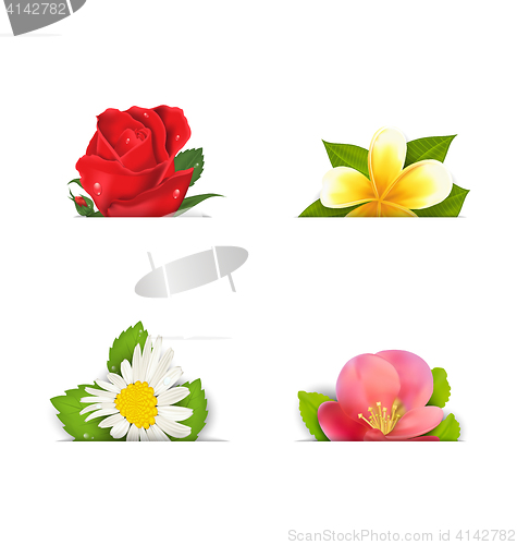 Image of Beautiful flowers (rose, quince; frangipani), copy space for you