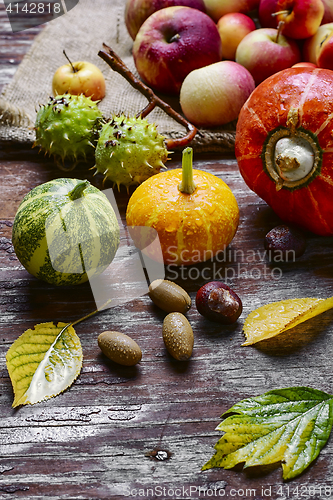 Image of Still life with mini pumpkins