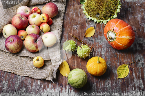 Image of Still life with mini pumpkins