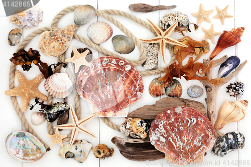 Image of Seashell Driftwood Rock and Seaweed Collage 