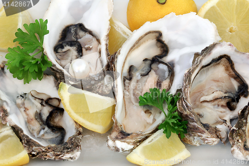 Image of Fresh Oysters