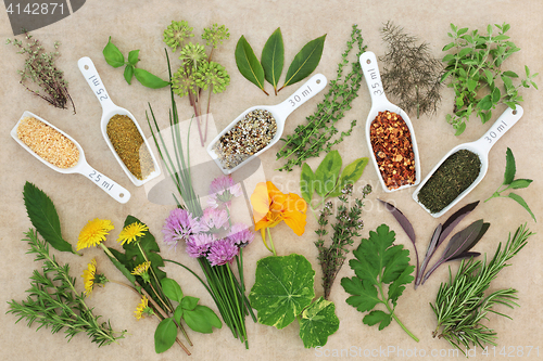 Image of Fresh and Dried Spice and Herb Collection