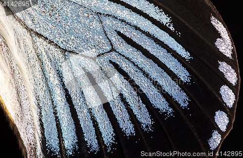 Image of Butterfly wing, close-up