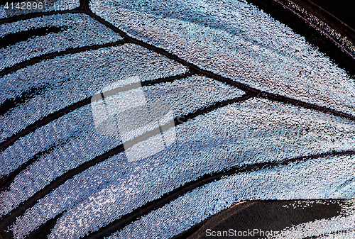 Image of Butterfly wing, close-up