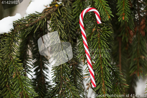 Image of candy cane christmas toy on fir tree branch