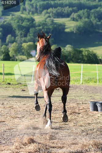 Image of Race horse