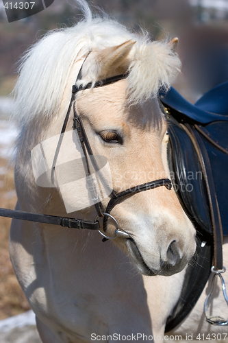 Image of Norwegian Fjordhorse