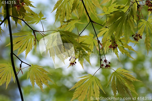 Image of Leaves