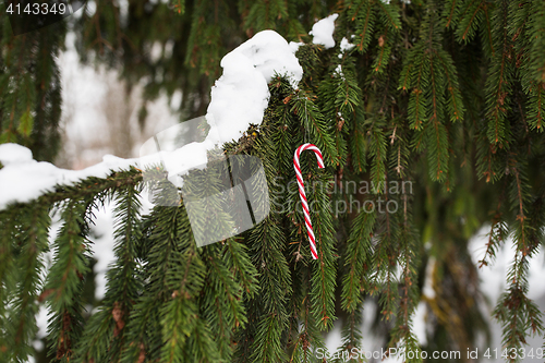 Image of candy cane christmas toy on fir tree branch