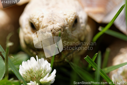 Image of African Spurred Tortoise