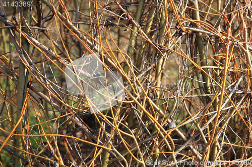 Image of spring willow sticks