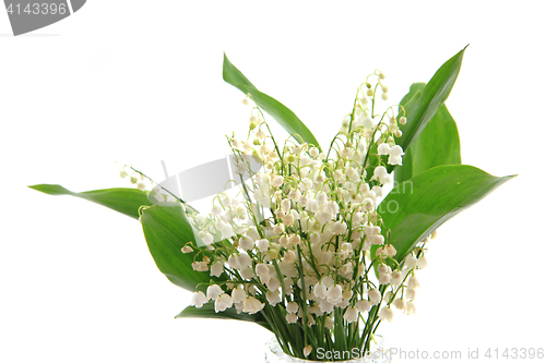 Image of lily of valley