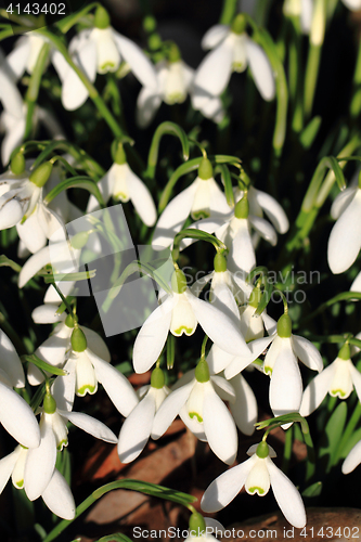 Image of spring snowdrops flowers