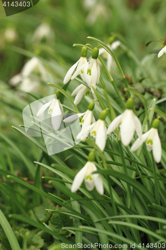 Image of spring snowdrops flowers