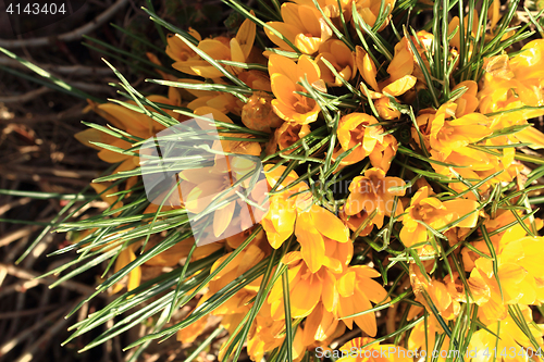 Image of yellow crocus flowers