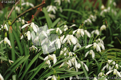 Image of spring snowdrops flowers