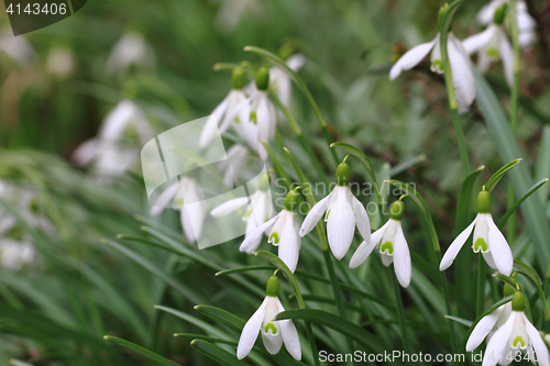 Image of spring snowdrops flowers