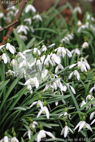 Image of spring snowdrops flowers