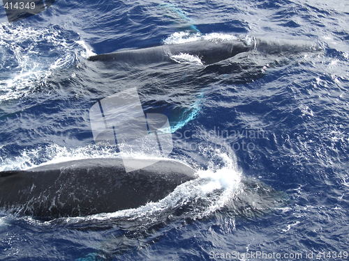 Image of Humpback whales