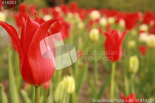 Image of Parrot tulip