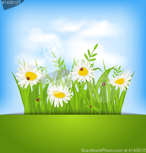 Image of Spring nature background with camomiles, ladybugs, grass, blue s