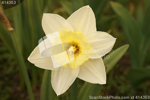 Image of White sunlilly